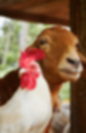 live animals farm