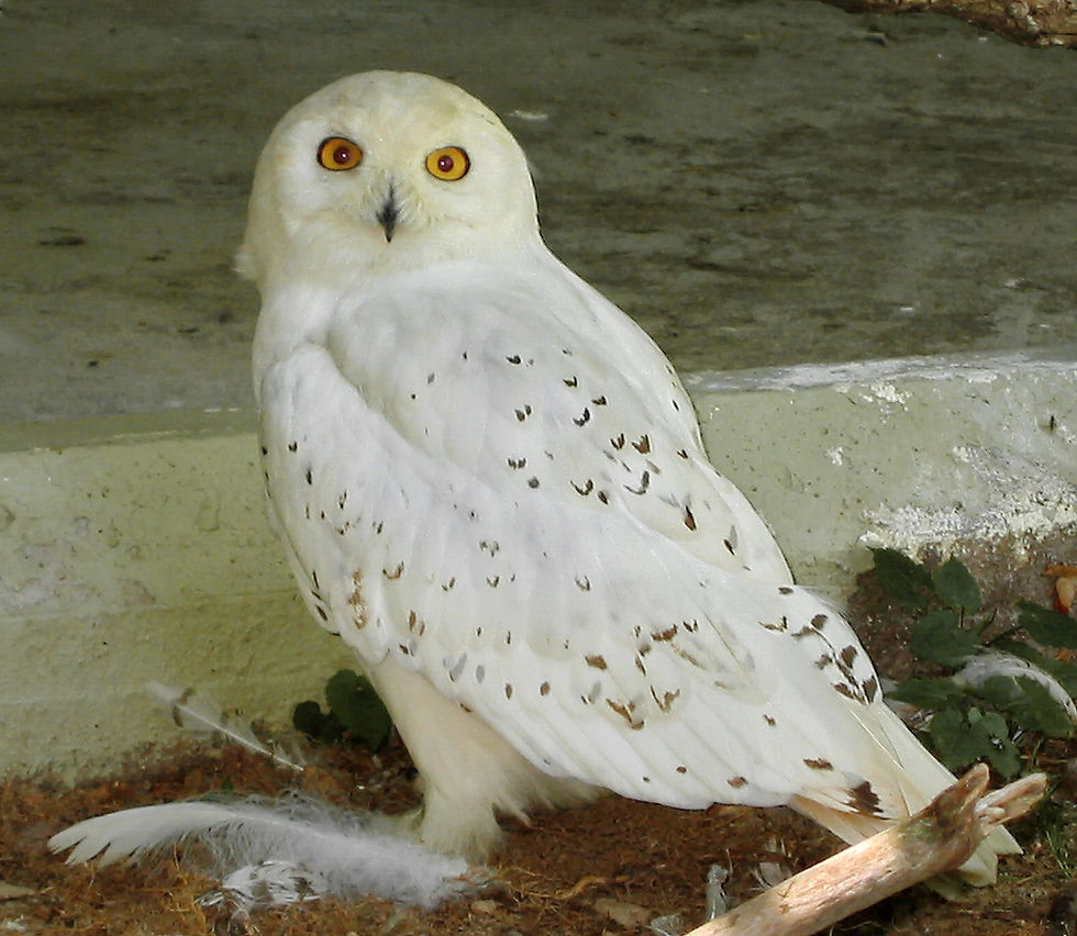 Harfand des Neiges