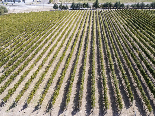 Se duplica área productiva de Casa de Piedra: se asignaron 413 hectáreas a 4 nuevos emprendimientos