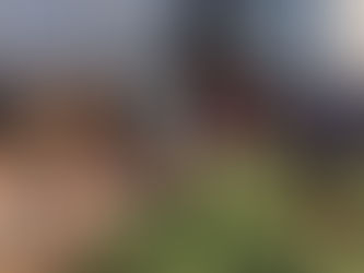 Estudiantes de Macachín plantaron frescos en la localidad