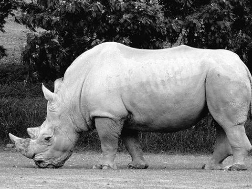 Murió el rinoceronte blanco más viejo del mundo en Italia y será embalsamado