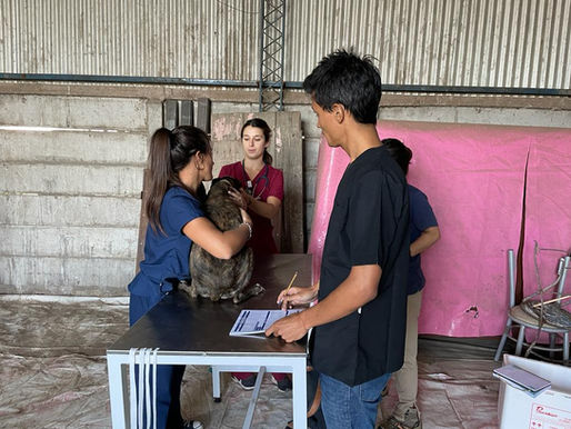 Asistencia técnica del hospital escuela de animales pequeños a un refugio canino de Villa Mirasol