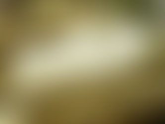 Desarrollan un calculador de huella de carbono para el trigo