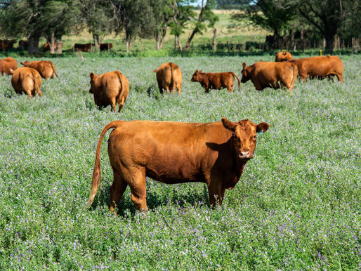 Precisiones y números reales sobre la carga tributaria al campo pampeano
