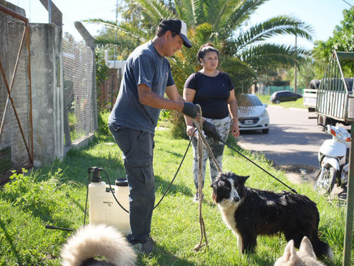 Con una amplia demanda, el municipio continúa desarrollando la campaña contra la garrapata y vacunación antirrábica