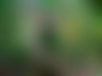 Descontento de productores misioneros con nuevo precio máximo fijado para la yerba mate