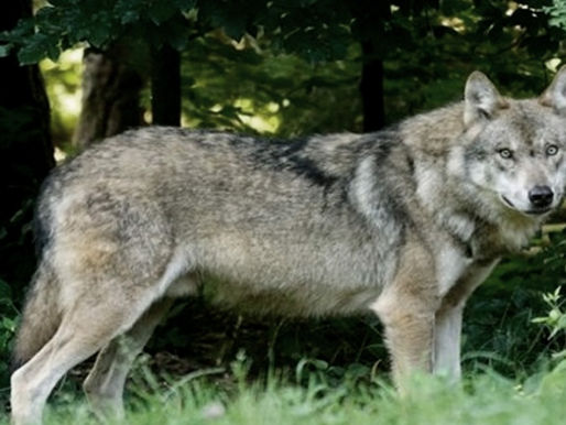 Tras la invasión de jabalíes de 2021, aumenta ahora la presencia de lobos en Roma