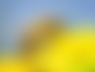 Horror en Rosario: un hombre murió tras ser picado por 150 abejas