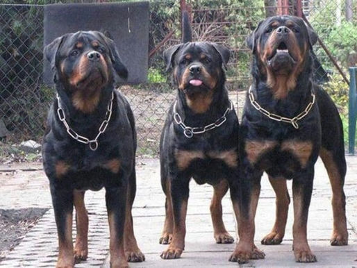 Un chico de 11 años se encuentra en grave estado tras ser atacado por 3 rottweilers en Bahía Blanca