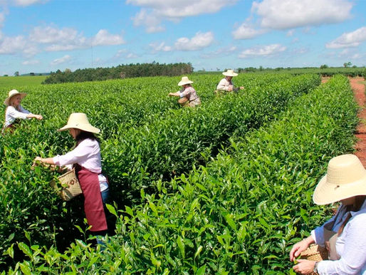 La cadena productiva de té en Misiones acordó para la próxima zafra incrementos del 50%