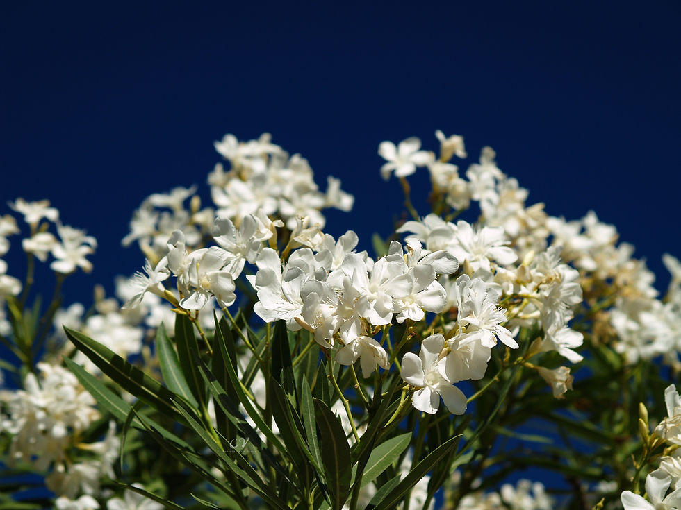 Thumbnail: Flowers of Mount Lycavitos