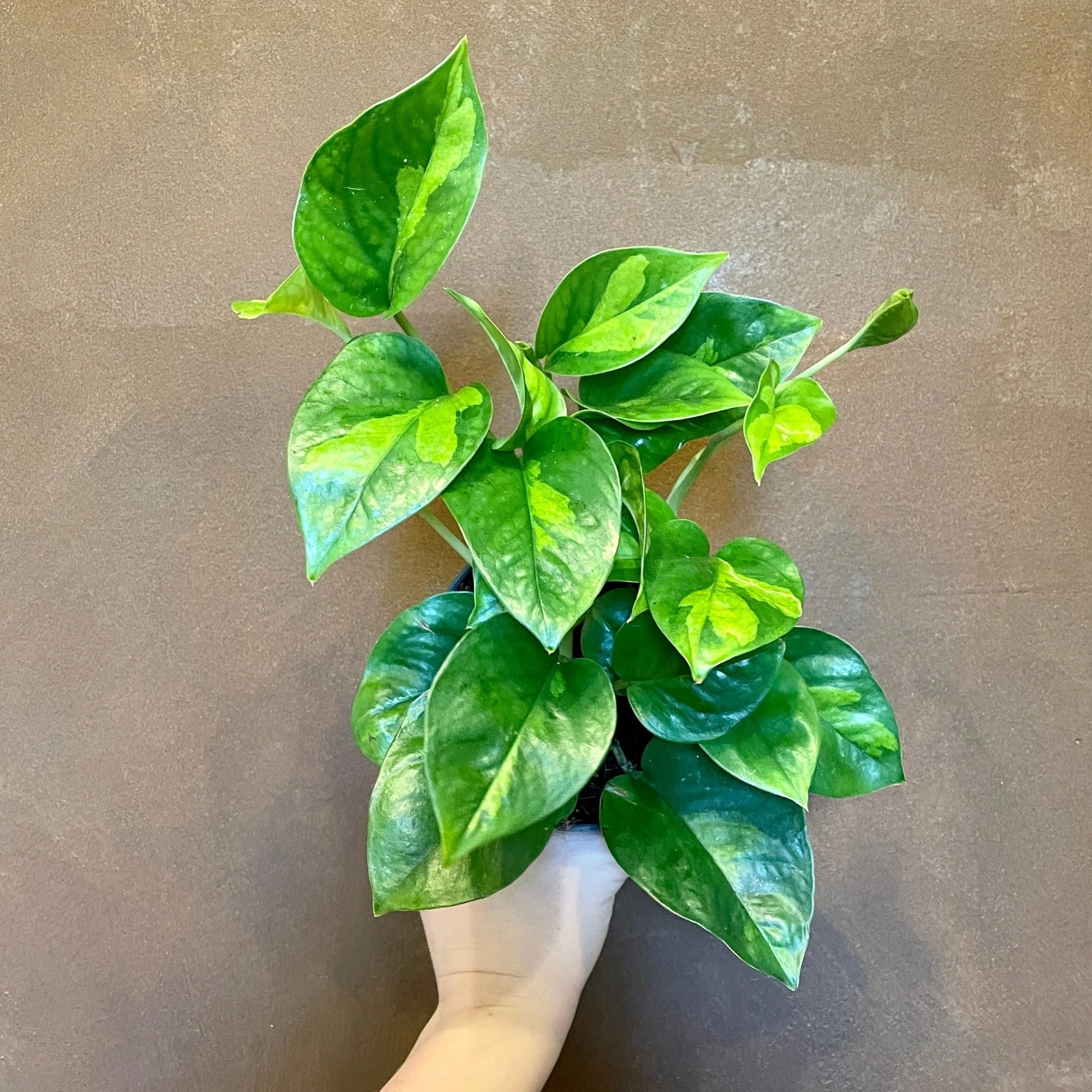 Global Green