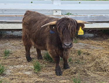 Dolly July 17 2025_edited.jpg