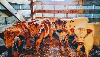 Four miniature Scottish Highland Cattle in the barn at Gilreath Farms