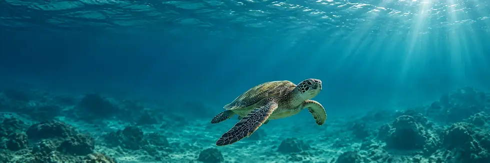 turtle.webp