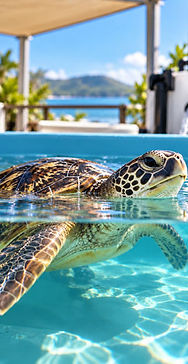 turtle-rehab.jpg