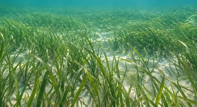 Seagrass meadows.webp