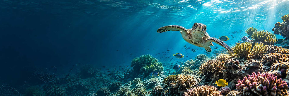 Sunlit-Sea-Turtle-Over-Coral-Reef.jpg