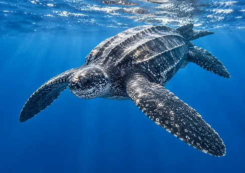 Leatherback Turtle.webp