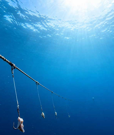 long-line-fishing-affecting-turtles.jpg