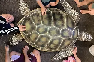 teaching turtles in schools.webp