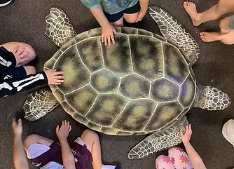 teaching turtles in schools.webp