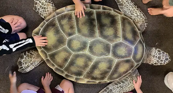 teaching turtles in schools.webp