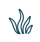 seagrass.png