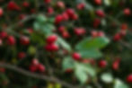 Rose hip