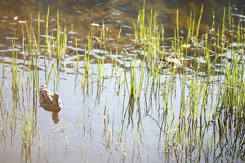 bird-relaxes-pond-lake-sunny-day-water-lilies-are-swaying-background.jpg
