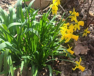 Flowers.jpg