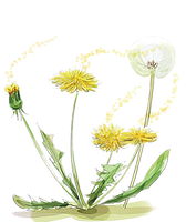 pngwing.com (7).png