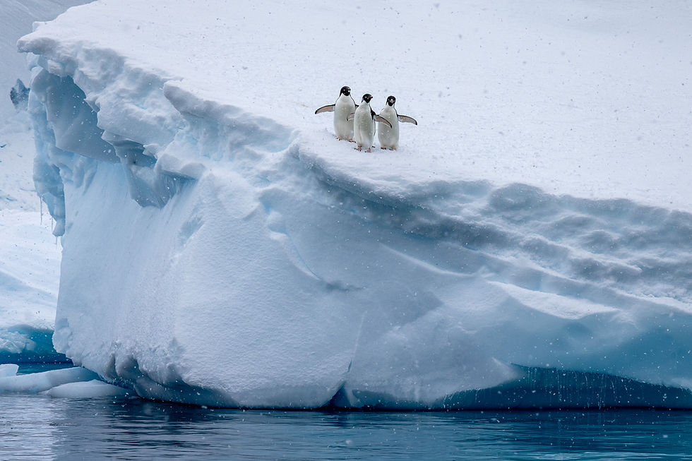 yuletide at the bottom of the world