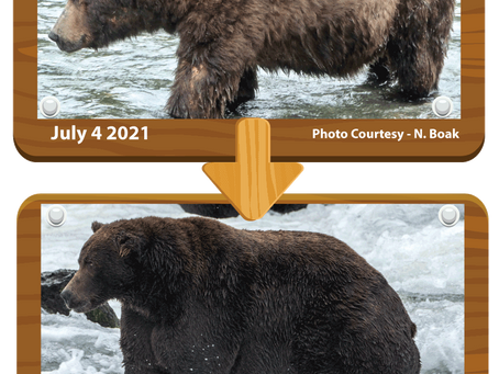 Nature Shorts: Drop Everything, it's Fat Bear Week