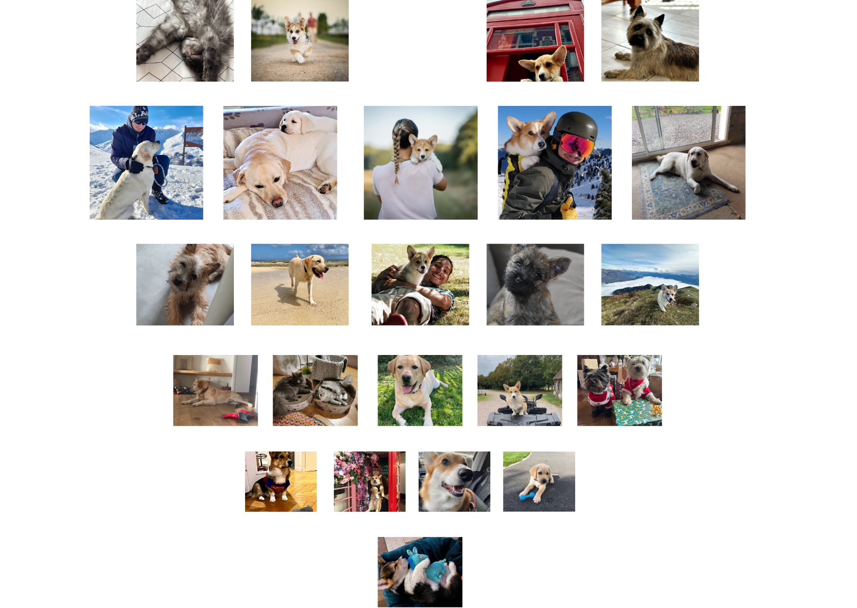 Chien