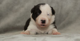 Teefje 1 Roze - 2 weken oud.JPG