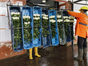 El proyecto Lulú Rose, de Naranjo Roses llevará Rosas al Mundial de Fútbol en Catar.