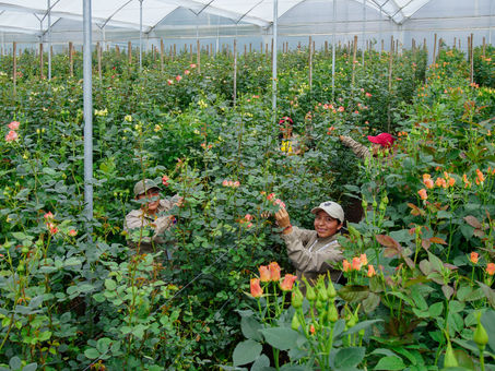 Trazabilidad, sostenibilidad y bienestar humano en la floricultura ecuatoriana: Caso Azaya Gardens