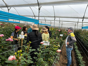 Where every rose tells a story: Why Ecuador is the destination you can't miss in 2026