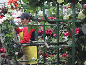 Why we should buy flowers: The strategic importance of sustainable practices.