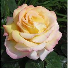 HISTORIA DE LA FLORICULTURA EN EL ECUADOR - PARTE I