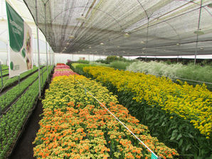 La agricultura israelí