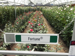 What Does a “Better” Rose Really Mean?