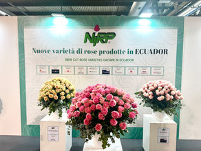 NIRP presentó 3.000 rosas de Ecuador y Kenia en Myplant & Garden 2025