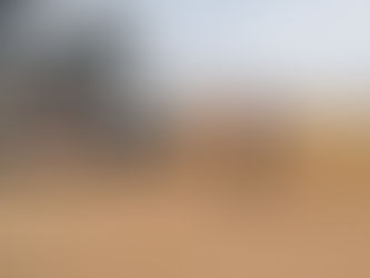 The Central Namib Bioblitz