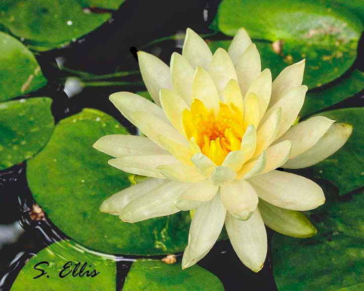 Lovely Lotus
