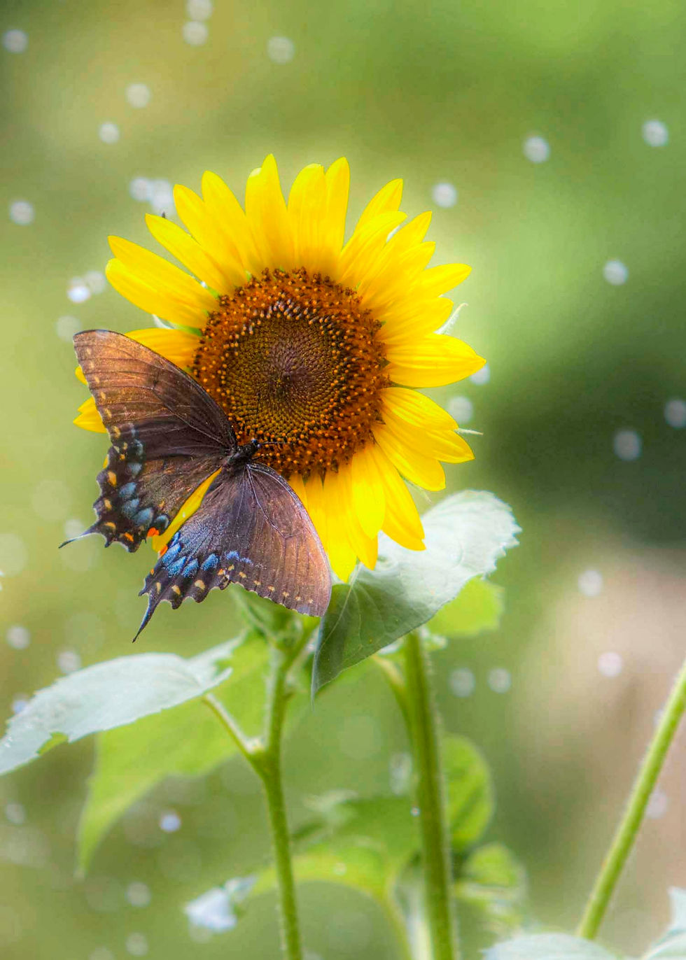 Butterfly In the Rain.jpg