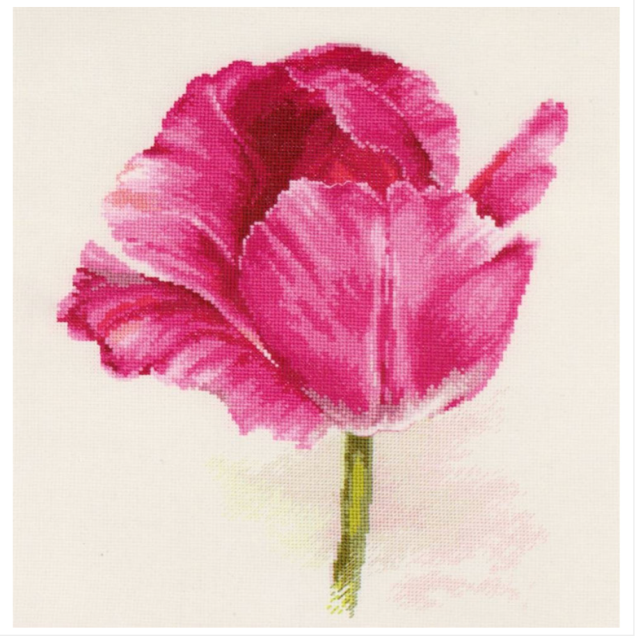 Tulips. Crimson Glow