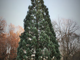 Erst wenn die Kettensäge ansetzt, ist es 5 nach 12