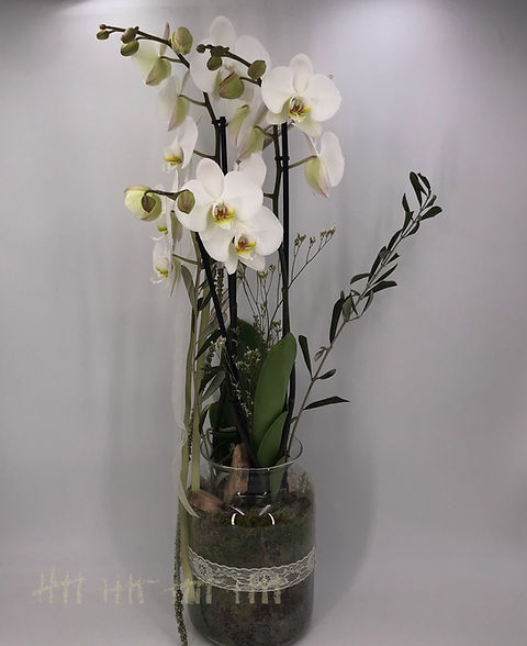 Weie Orchidee im Glasgef | Grtnerei Zwanzger
